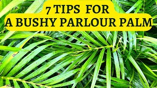 Chamaedorea Elegans plant care - Tricks to deal with leave problems