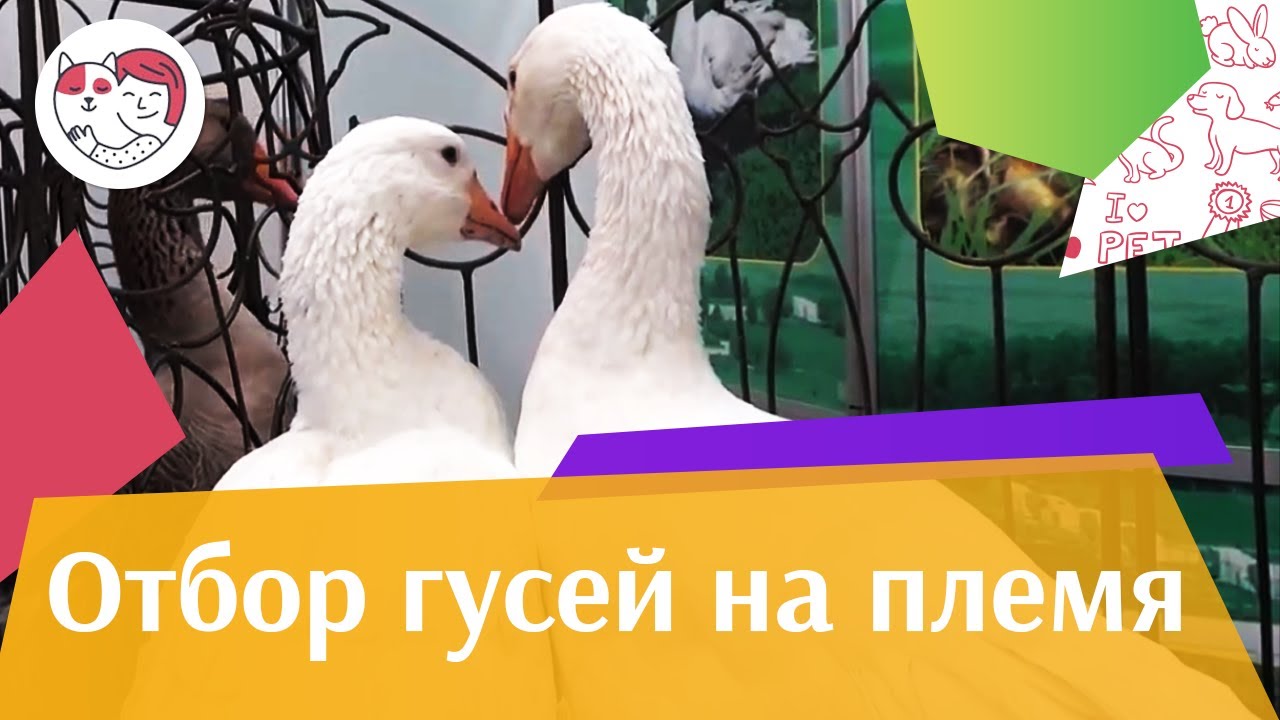 4 правила выбора гусей для племенного разведения на ilikepet