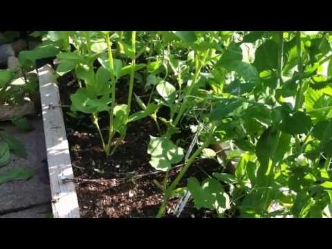 comment demarrer un jardin potager