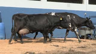 Vídeo 132 - 1ª ETAPA MEGA LIQUIDAÇÃO TOTAL AGROPECUÁRIA MARAJOARA - DIA 4 | GADO GIROLANDO E HOLANDÊS