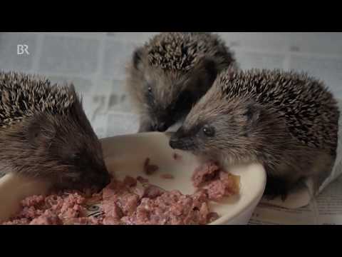 Schwache kleine Igel: Hilfe für die Tiere nach dem trockenen Sommer | BR24