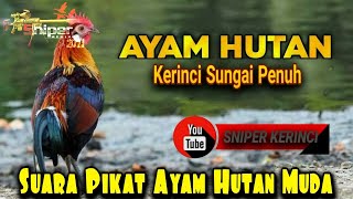 Download lagu suara pikat ayam hutan jantan muda mp3