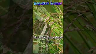 Download lagu papatah semar || hirup ulah asa pang kawasana mp3