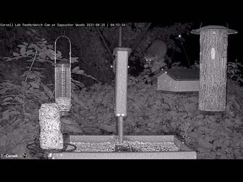 Raccoon Climbs Fence Line Behind Cornell Feeders – Aug. 20, 2021
