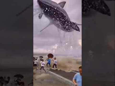 нечего себе акула