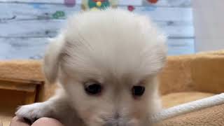 ハーフ犬の動画01