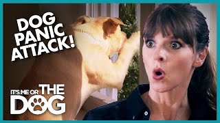 Dog&#39;s Panic Attacks are Destroying Home | It&#39;s Me or The Dog