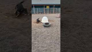 Video preview image #1 Mutt Puppy For Sale in Webster, WI, USA