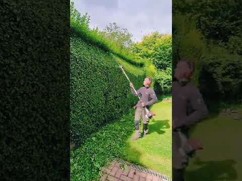 Complete PRIVET hedge CUT