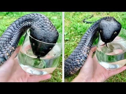 Animals That Asked People for Help & Kindness !