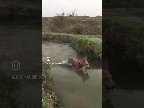 14/30 This is street dog #india #america #russia #switzerland #london #japan #dubai #texas