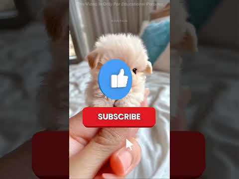 ✨ கடைசி வரை வீடியோவைப் பாருங்கள்