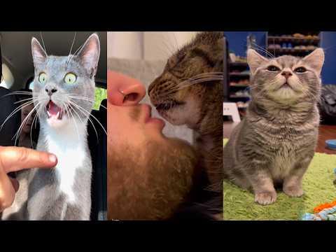 The Funniest Cat Moments That Made me cry Laughing | Satisfying Cat Videos To Relax