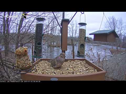 Cornell Lab FeederWatch Cam Starts New Year Bustling With Visitors – Jan. 2, 2019