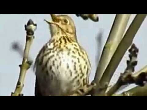 download lagu mp3 mp4 Suara Masteran Burung Anis Siberia, download lagu Suara Masteran Burung Anis Siberia gratis, unduh video klip Suara Masteran Burung Anis Siberia