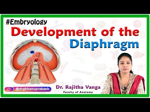 Development of the Diaphragm : Human Embryology