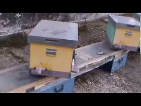 Iernarea albinelor - Numai cu lazile pline O treci iarna cu bine - Sfaturi utile orice tip de stup