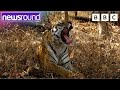 A Wild tiger adventure with Blue Peter! | Newsround
