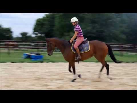 Arzembouy Premier - Hongre AQPS - Né en 2010 - env.1m66 Par Lavirco & Laurence (Hawker’s News)