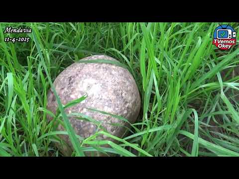 La Rebusca # 46  (Mendavia 11 de abril de 2025)