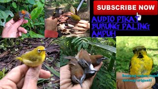 Download lagu Cukup 5 Menit Burung Liar Pasti datang Menghampiri Audio Pemikat Ini tidak percaya boleh anda coba mp3 Download lagu Cukup 5 Menit Burung Liar Pasti datang Menghampiri Audio Pemikat Ini tidak percaya boleh anda coba mp3