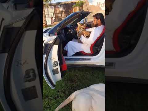 united arab emirates | burj khalifa | rich kids of dubai | dubai | dubai new year 2021 | dubai city