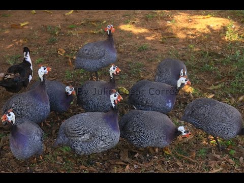 Jeitão De Caboclo - Peão do Valle & Valentin