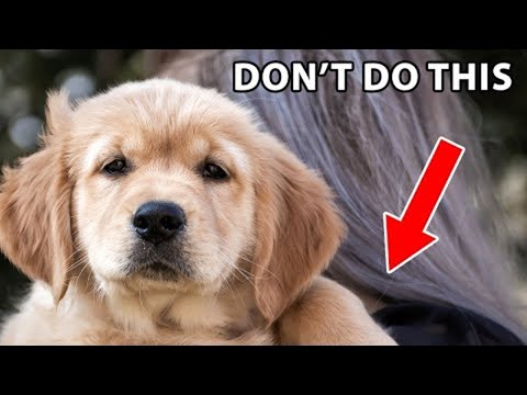 12 Things Golden Retrievers Hate That Humans Do