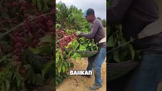 Download lagu Coffee Harvesting Process in Brazil #farming #agriculture #healthycoffee #automobile #arabiccoffee mp3