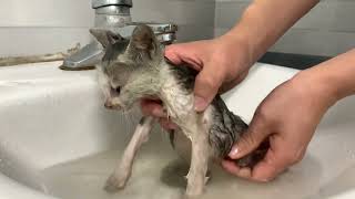 A Dirty Rescued Kitten's First Bath Before Meeting a Gentle House Cat