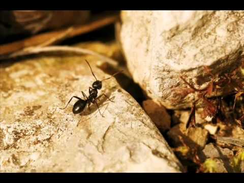 João Aguardela (Os Sitiados) - A formiga no carreiro