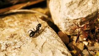 João Aguardela (Os Sitiados) - A formiga no carreiro