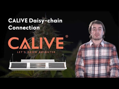What Is Daisy Chain Connection? | CALIVE | CALIVE Training Video