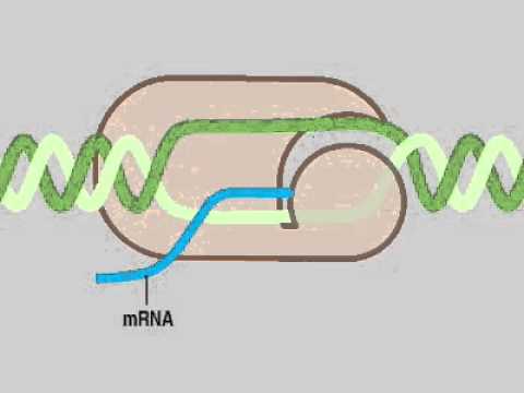 12 03 Biosynthesis2 ssDNA