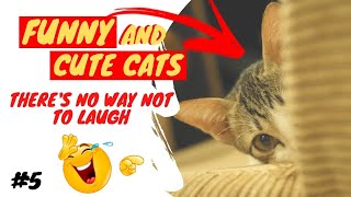 SUPER SHORTS 04 - FUNNY CATS AND CUTE.