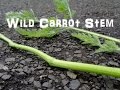 Field Search - Foraging for Wild Carrot Stem