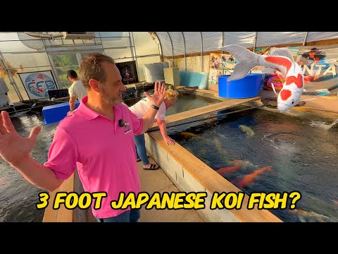 We Visited Fitz's Fish Farm and Garden State Koi!
