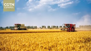 Foro Económico Internacional de Hongqiao aborda el desarrollo agrícola sostenible en el Sur Global