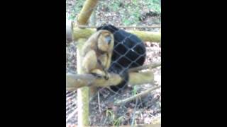Burping monkeys at John ball zoo