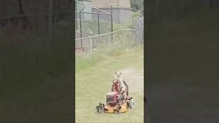 Cover art for There's a dog on the lawnmower