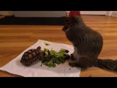 Una ardilla y una tortuga compartiendo comida