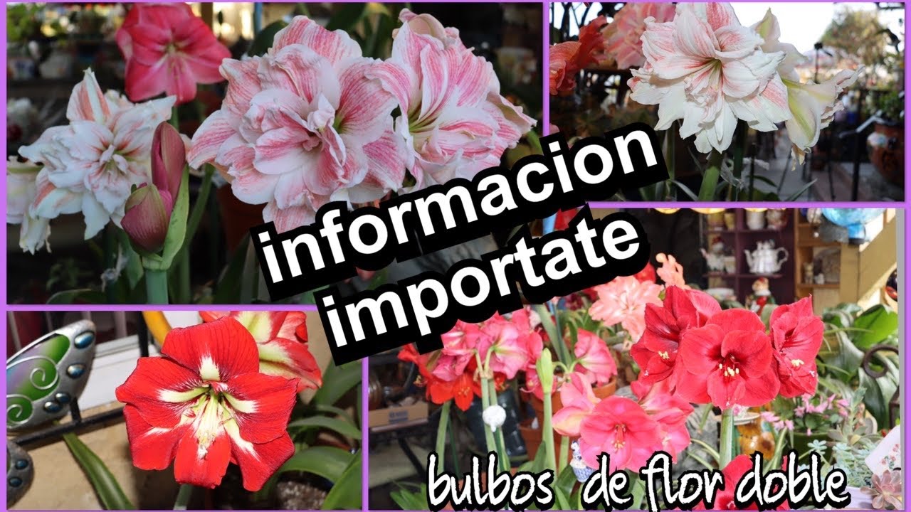 Les comparto información sobre donde comprar los bulbos de amaryllis de flor doble
