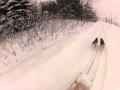 Dog Sledding Huskies during Nemo - the Best ...