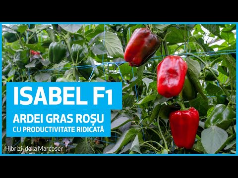 , title : 'Isabel F1 - Ardei gras roșu foarte timpuriu, cu productivitate ridicată pentru cultivare în solar'