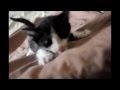 Lion King The Death Of Mufasa Cat