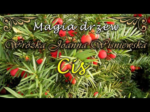 Magia drzew * Cis
