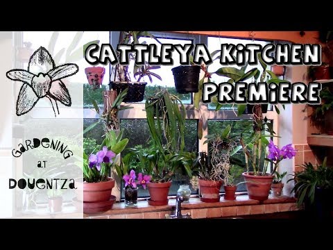 Cattleyas In My Kitchen Window - premiere video