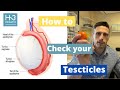 How To Examine Your Testicles All You Need To Know