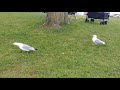 Ring Billed Gulls Making Long Call Sound Lakeview Park Oshawa On