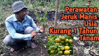 Download lagu CARA PERAWATAN TANAMAN JERUK MANIS USIA KURANG DARI 1 TAHUN mp3